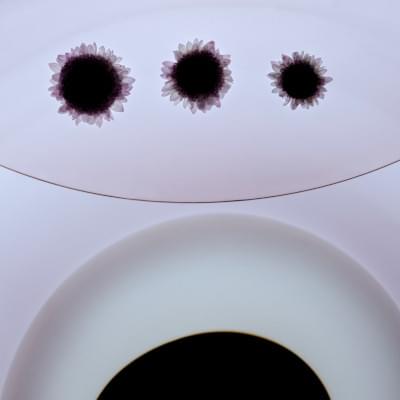 Transparences éphémères - Reine-marguerite 3 carré.jpg